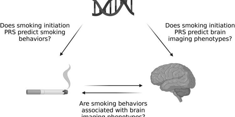 Study shows smoking likely causes brain shrinkage