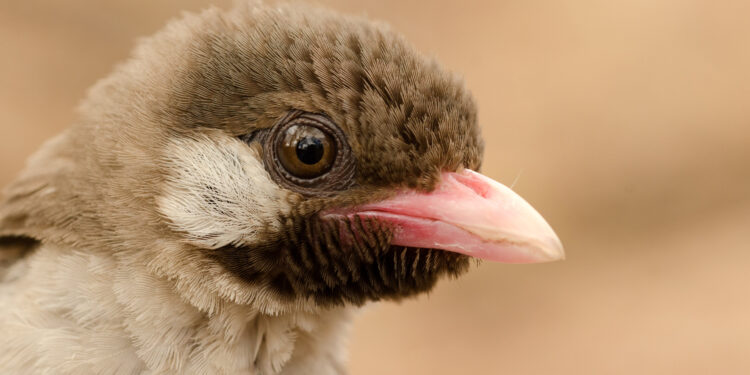 Successful honey hunters know how to communicate with wild birds searching for honey