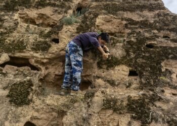 The biocrusts of the Great Wall of China protect it from erosion