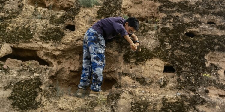 The biocrusts of the Great Wall of China protect it from erosion