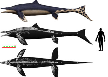 This Japanese “dragon” terrorized the ancient seas