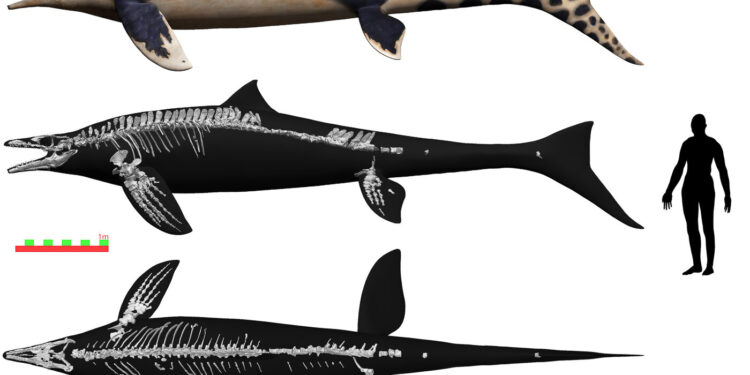 This Japanese “dragon” terrorized the ancient seas