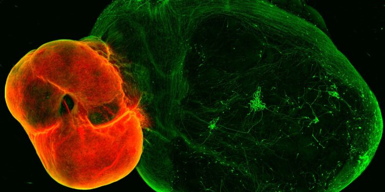 Uncovering the secrets of the brain’s dopaminergic system