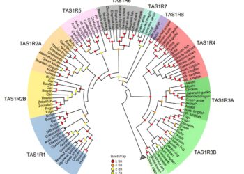 Unraveling the evolutionary origins of umami and sweet taste preferences
