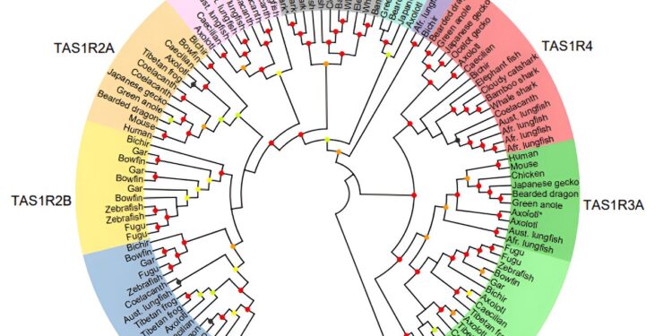 Unraveling the evolutionary origins of umami and sweet taste preferences