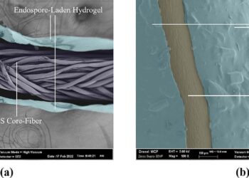 Veins of bacteria could form a self-healing system for concrete infrastructure