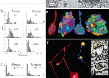 When does the brain grow?  Research shows that the brains of mice and primates mature at the same rate