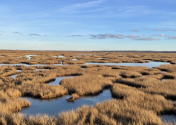When sea level rise threatens coastal wetlands, don’t turn to rivers for help, scientists say