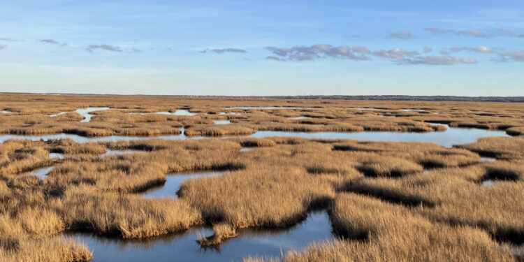 When sea level rise threatens coastal wetlands, don’t turn to rivers for help, scientists say
