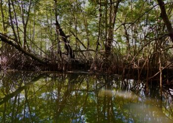 22-million-year-old petrified mangrove forest discovered in Panama Canal