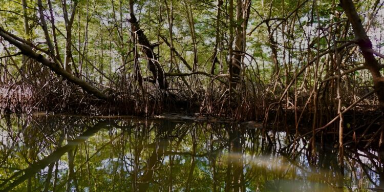 22-million-year-old petrified mangrove forest discovered in Panama Canal