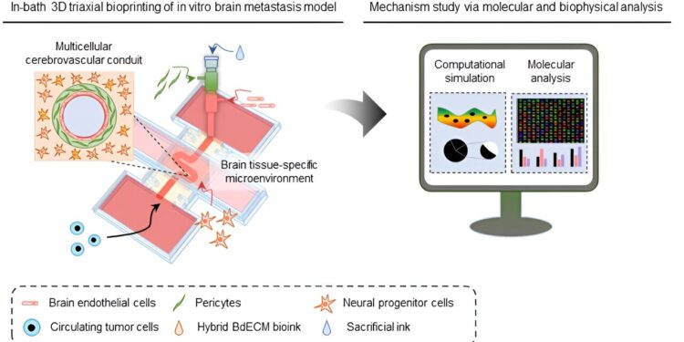3D bioprinting explains why curvature of blood vessels may promote brain cancer metastasis