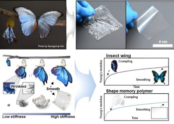 A butterfly-inspired design to create recoverable electronic devices