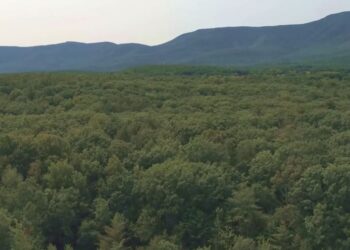 A forest in New York State is said to be the oldest in the world