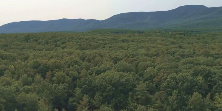A forest in New York State is said to be the oldest in the world