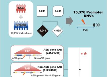 A genomic “butterfly effect” explains the risk of autism spectrum disorders