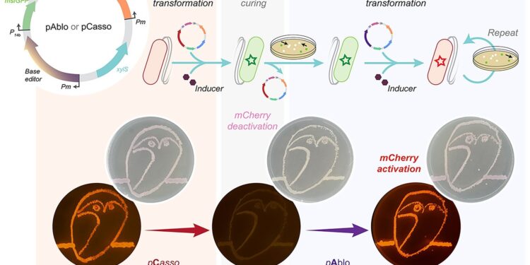 A new step in CRISPR technologies for next-generation genome engineering