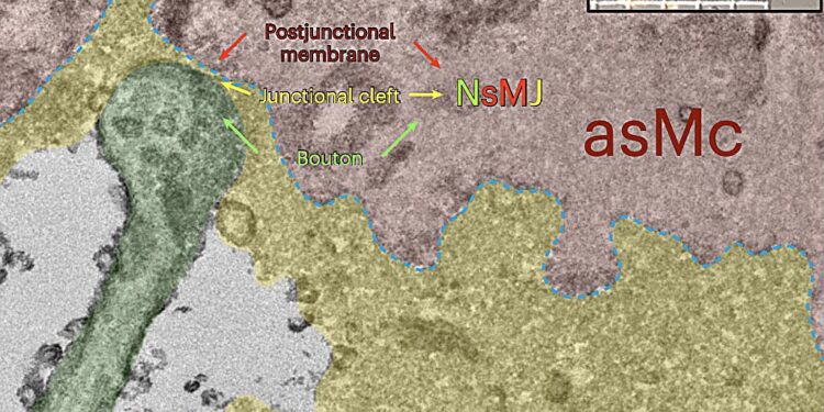A study reveals a synaptic-type transmission mechanism driving neurovascular coupling