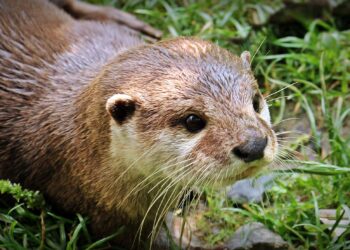 A study shows that otters, beavers and other semi-aquatic mammals stay clean underwater thanks to their flexible fur.