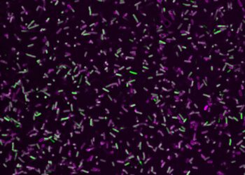 A team discovers the activation mechanism of a protein that fights bacteria