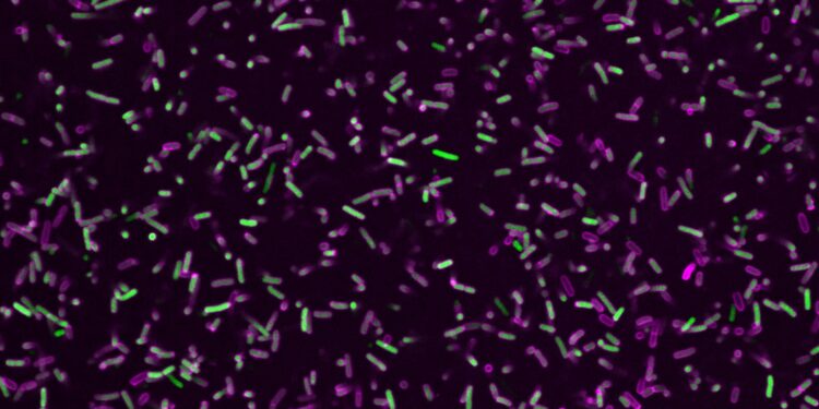 A team discovers the activation mechanism of a protein that fights bacteria