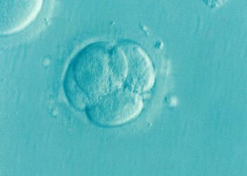 A virus that infected animals hundreds of millions of years ago has become essential for embryo development
