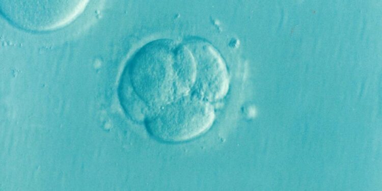 A virus that infected animals hundreds of millions of years ago has become essential for embryo development