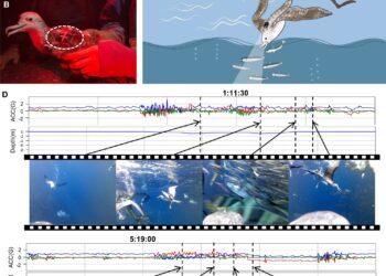 AI-powered biologgers capture rare bird behavior