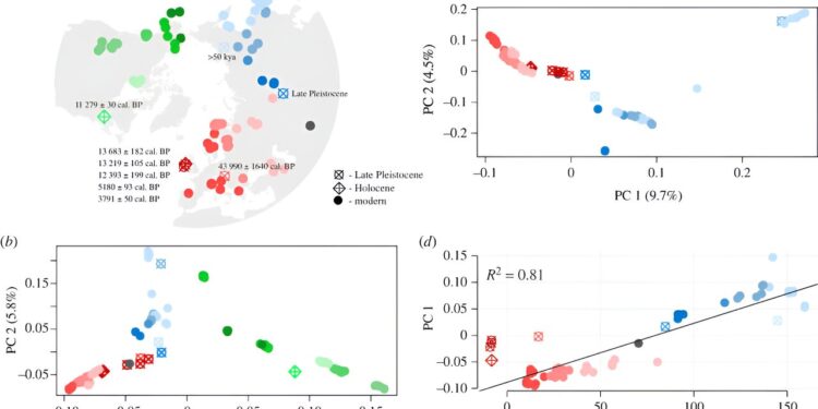 Ancient brown bear genomes shed light on Ice Age losses and survival