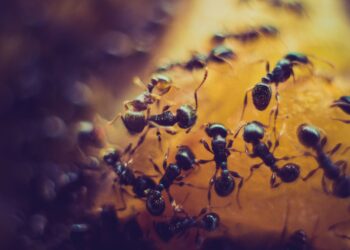 Ants help reveal why sourcing different plants for eco-fuels is crucial for biodiversity