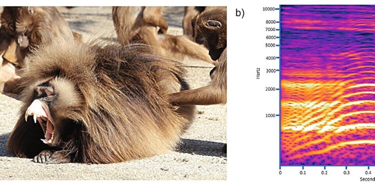 Audible yawns in a non-human species may convey important social information