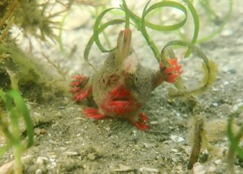 Australian scientists harvest rare handfish from the ocean due to climate risk