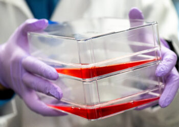 Bovine muscle designed to produce its own growth signals
