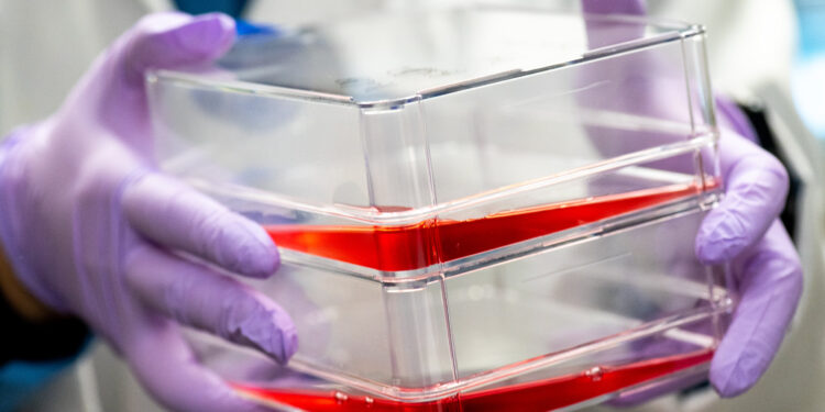 Bovine muscle designed to produce its own growth signals