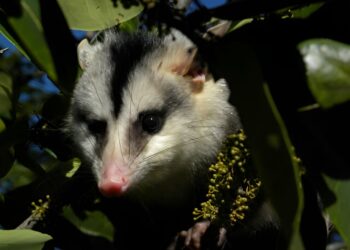 Brazil’s semi-arid biome could lose more than 90% of its mammal species by 2060