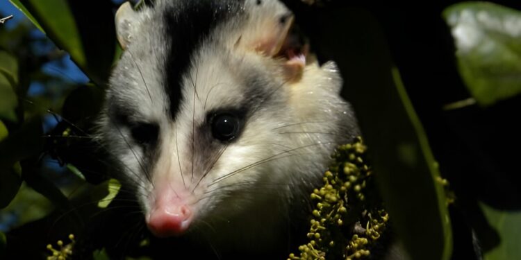 Brazil’s semi-arid biome could lose more than 90% of its mammal species by 2060
