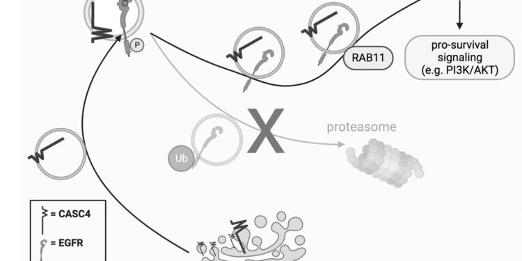 CRISPR study lays foundation for fight against ovarian cancer