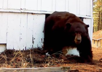California: He scares away a bear with a paintball gun