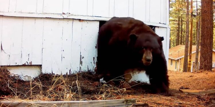 California: He scares away a bear with a paintball gun