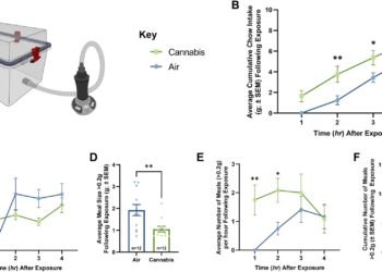 Cannabis activates specific hunger neurons in the brain