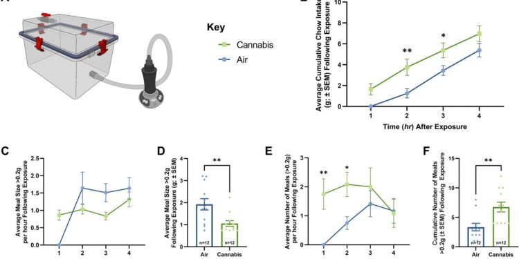 Cannabis activates specific hunger neurons in the brain