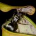 Carnivorous plant traps help scientists explain the evolution of complex ‘composite’ traits