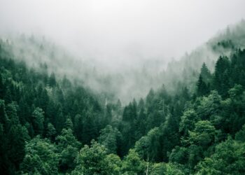 Climate change threatens global forest carbon sequestration, study finds