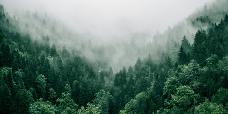 Climate change threatens global forest carbon sequestration, study finds