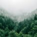 Climate change threatens global forest carbon sequestration, study finds
