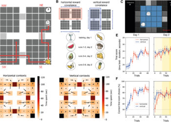 Cognitive maps of certain brain regions are compressed during goal-seeking decision-making