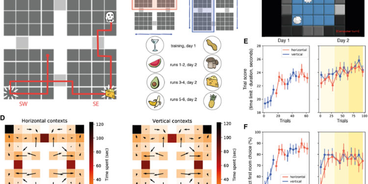 Cognitive maps of certain brain regions are compressed during goal-seeking decision-making