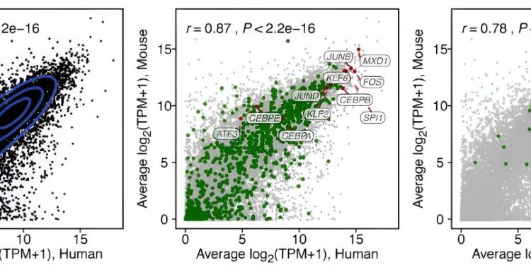 Discovery of the central inflammatory system