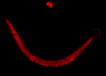 Discovery of the highly specific attachment of fatty acids to proteins