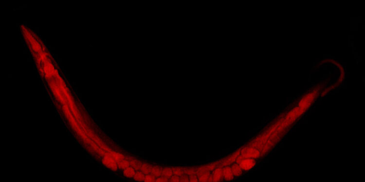 Discovery of the highly specific attachment of fatty acids to proteins
